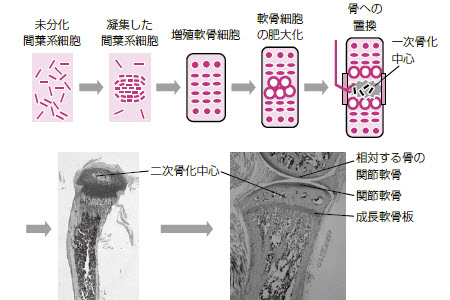 (�})��ƍ��̔���